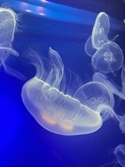 Obraz premium jelly fish in the aquarium