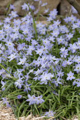 Obraz premium Ipheion uniflorum