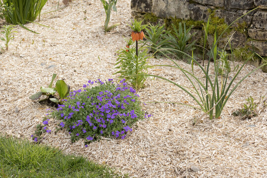 Paillage de chanvre d'un massif 