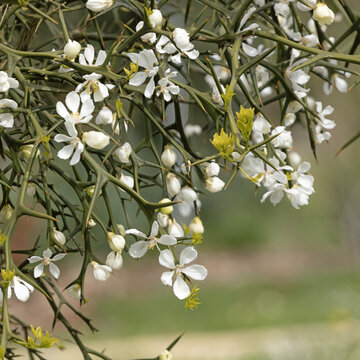 Poncirus trifoliata en fleurs