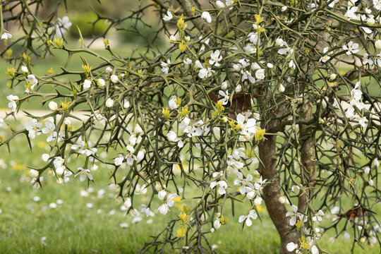 Poncirus trifoliata en fleurs