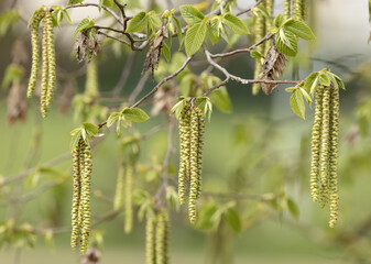 Chatons mâles du Ostrya carpinifolia au printemps