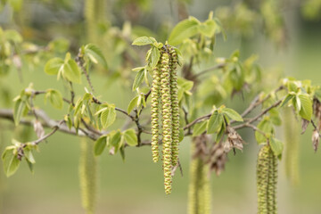 Chatons mâles du Ostrya carpinifolia au printemps