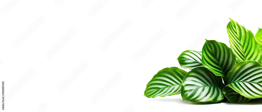 Canvas Prints green leaves with intricate patterns on a white isolated background.