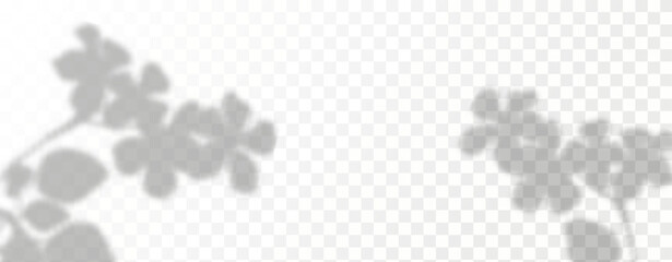 Glare from the sun's rays on the wall. Blurred shadows from leaves and plants in the room. Soft overlay of natural light. Abstract background for product presentation.