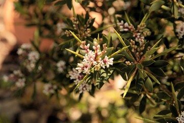 Coastal Beard-Heath (Leucopogon parviflorus) in flower and bud. Native Australian plant.