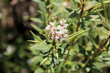 Coastal Beard-Heath (Leucopogon parviflorus) in flower and bud. Native Australian plant.