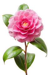 Obraz premium Pink Camellia Flower Isolated on Transparent Background