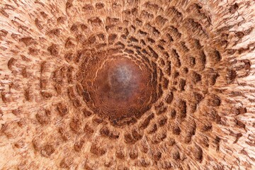 Mushroom background. Parasol fungus or Macrolepiota procera in top view.
