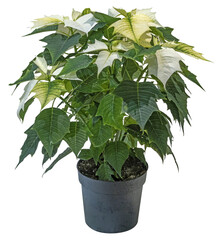 Poinsettia au feuillage blanc