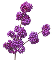 Baies de Callicarpa bodinieri en hiver