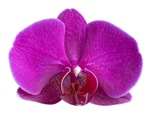 Fleur d'orchidée phalaenopsis	