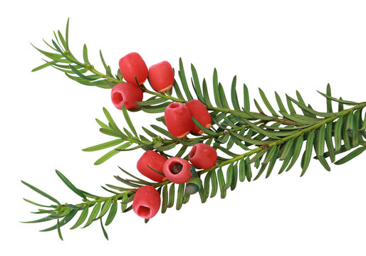 baies de Taxus baccata
