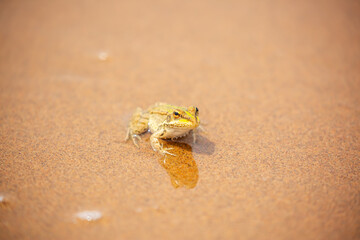 The frog sits on the sand on the shore of the lake. Beautiful wildlife landscape with place for text. The concept of protecting wildlife and ecology.