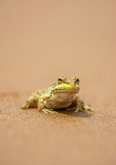 The frog sits on the sand on the shore of the lake. Beautiful wildlife landscape with place for text. The concept of protecting wildlife and ecology.