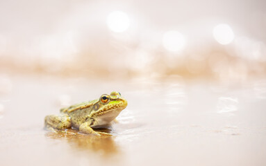 The frog sits on the sand on the shore of the lake. Beautiful wildlife landscape with place for text. The concept of protecting wildlife and ecology.
