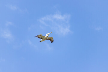 A Majestic Pelican Soaring High Against a Clear Blue Sky