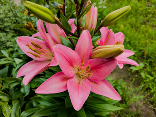 Lilium pink Flower blooming close up.