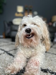 white fluffy Cavapoo dog