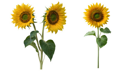 sunflower isolated on transparent background