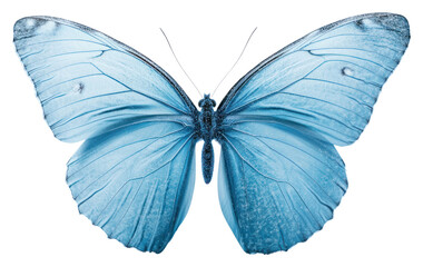 PNG Soft blue butterfly background insect white.