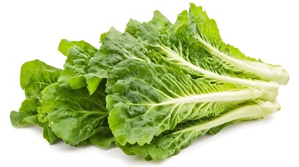 Bright Green Crisp Romaine Lettuce Leaves Isolated on White Background with Copy Space