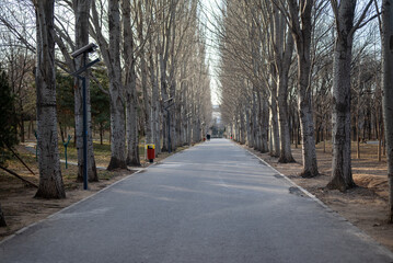A tree-lined avenue in winter