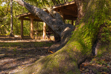 The beautiful vibrant green moss covers the bottom of a tree in Lettuce Lake Park Tampa Florida. The beautiful vibrant green moss covers the ground around a tree in Lettuce Lake Park Tampa Florida. Th