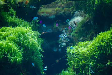 Beautiful green aquarium with fishes in it
