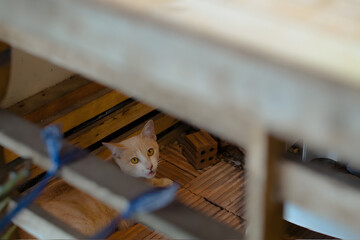 Curious Orange Cat Peeking From Under a Wooden Table in a Cozy Indoor Space.