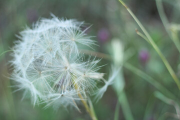 Fototapeta premium Dandelion flower with seeds ball close up in horizontal view with space for text. Postcard image design.