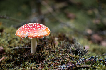 Close-up of a striking red Amanita mushroom surrounded by forest foliage. Captures the beauty and diversity of wild fungi in their natural habitat
