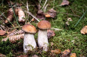 Close-up of two porcini mushrooms (Boletus edulis) in a natural forest setting surrounded by moss and pine cones, capturing the essence of woodland nature