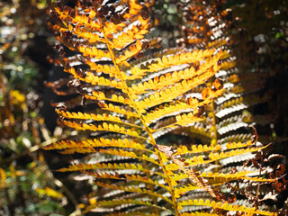 yellow fern in the sunset light 