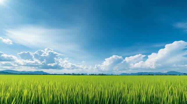 A vast green rice field during the growing season, with tall, vibrant green stalks swaying in the breeze under a bright blue sky.