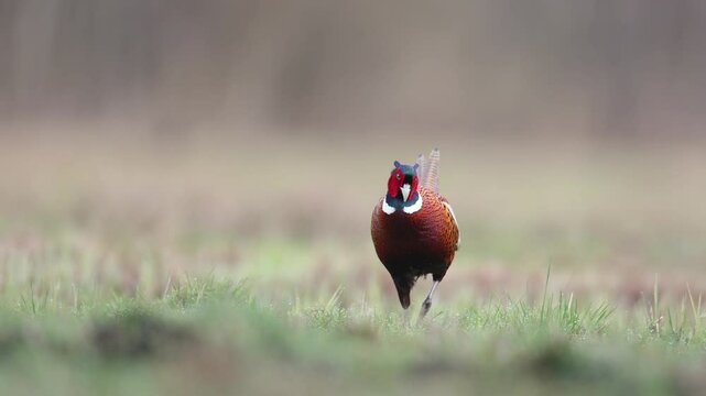 Bird - Common pheasant Phasianus colchius Ring-necked pheasant in natural habitat wildlife Poland Europe