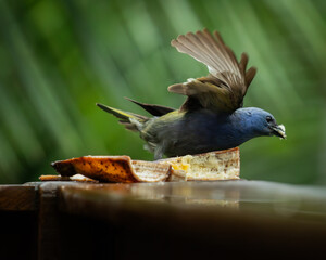 The blue Dacnis cayana (Saíra Bico fino azul) Bird feeding on banana.