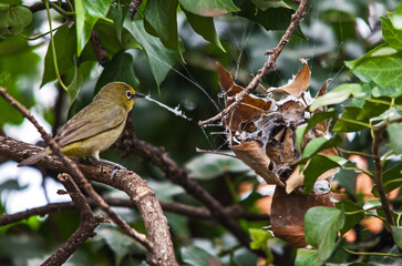 Cape White-eye Zasterops capensis stealing silk 8441