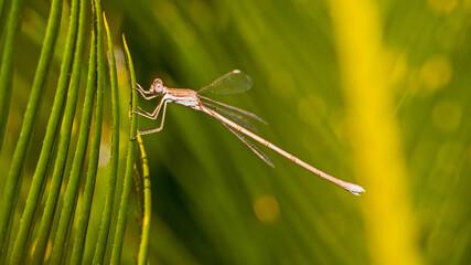 Resting Damselfly 8751