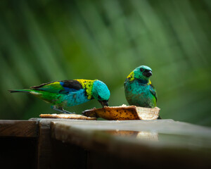 Seven colored tanager feeding, yellow green blue color, forest, wild life