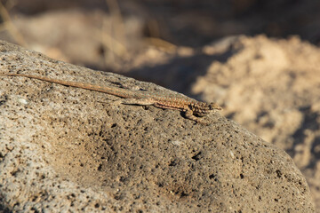 Lizard on a rock
