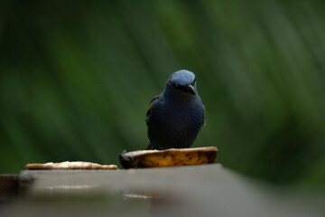 The blue Dacnis cayana (Saíra Bico fino azul) Bird feeding on banana.