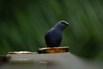 The blue Dacnis cayana (Saíra Bico fino azul) Bird feeding on banana.