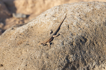 Lizard on a rock