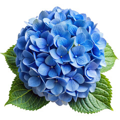Blue Hydrangea Flower Isolated on Transparent Background for Floral Designs