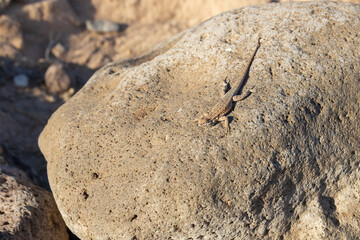 Lizard on a rock