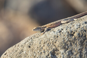 Lizard on a rock