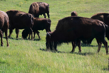 Bison eating grass