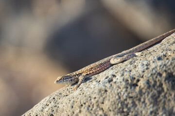 Lizard on a rock
