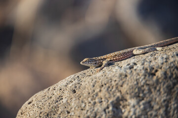 Lizard on a rock